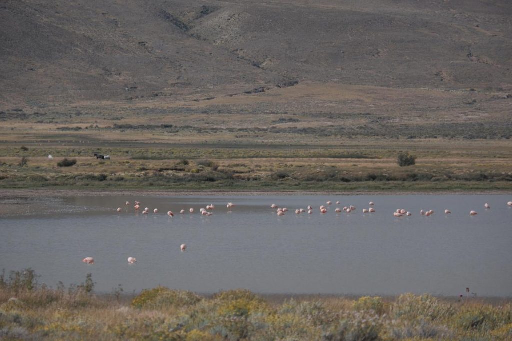 flamingi chilijskie