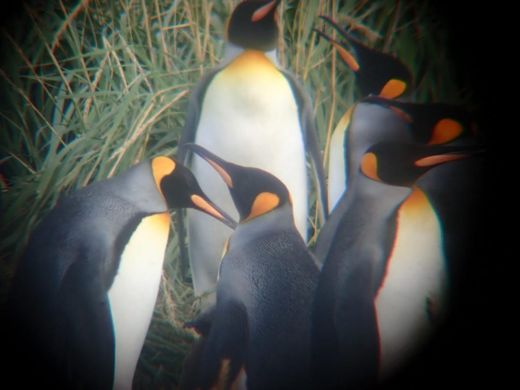 pingwiny królewskie